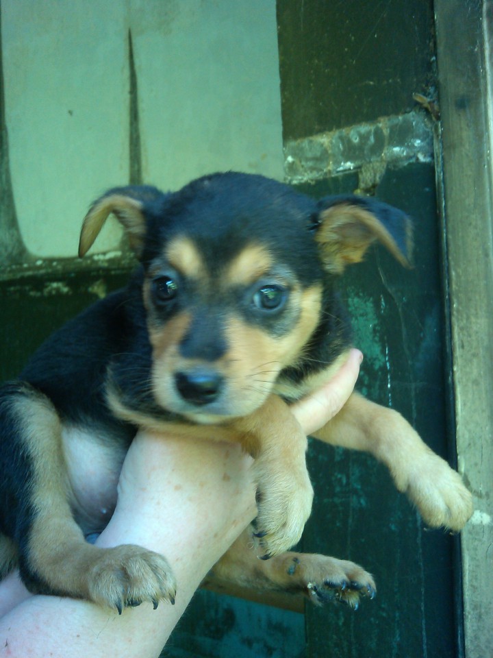 щенки в добрые руки