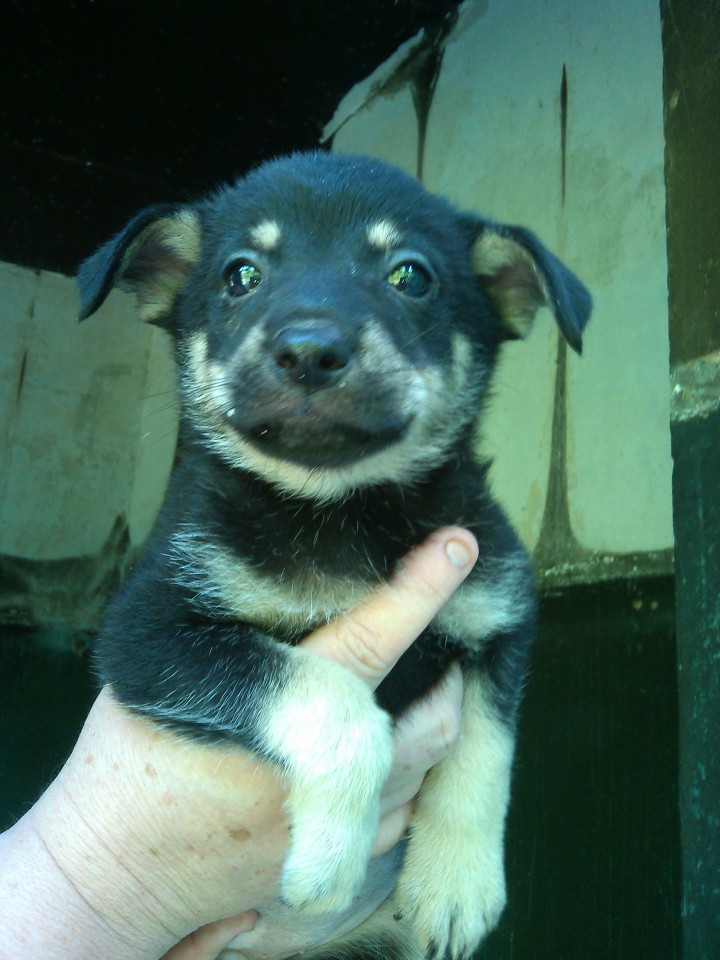 щенки в добрые руки