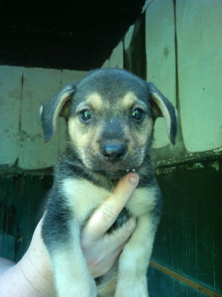 щенки в добрые руки