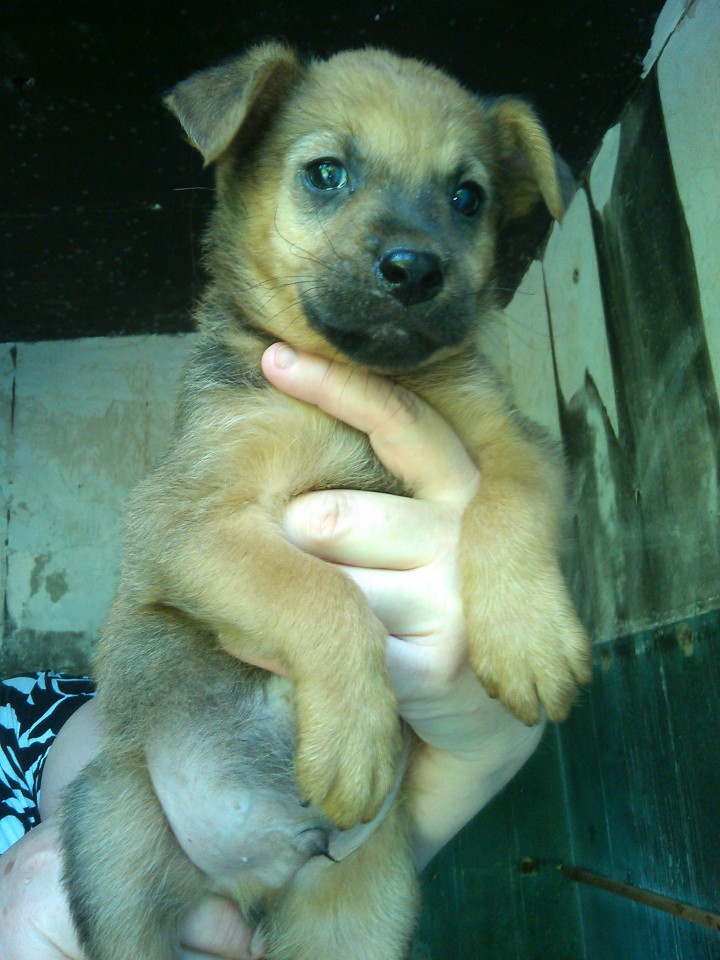 щенки в добрые руки