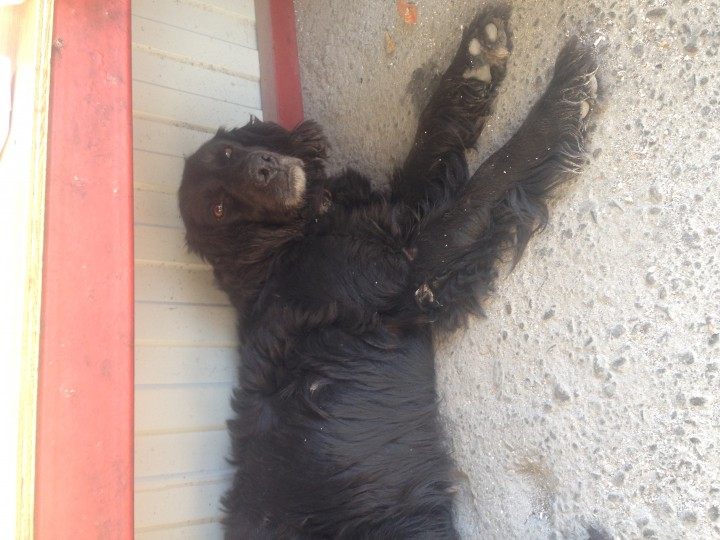 Найдена собака