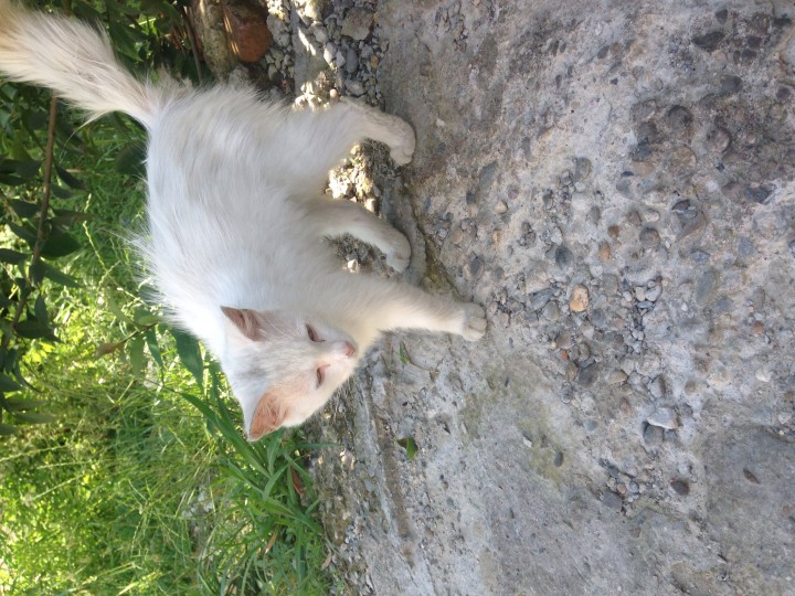 Кошечка Беляночка! Ищет дом!