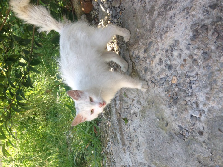 Кошечка Беляночка! Ищет дом!