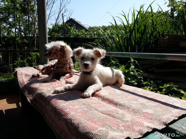 Отдам щеночка в надежные руки