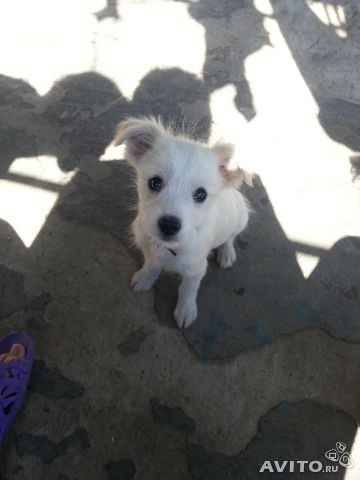 Отдам щеночка в надежные руки