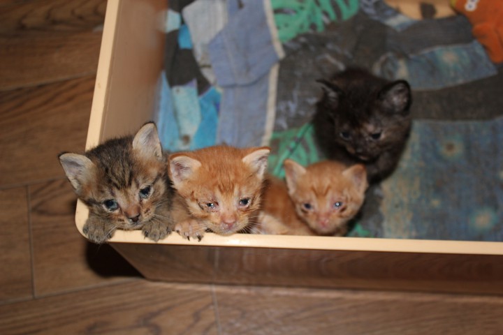 КОТЯТА В ДОБРЫЕ РУКИ