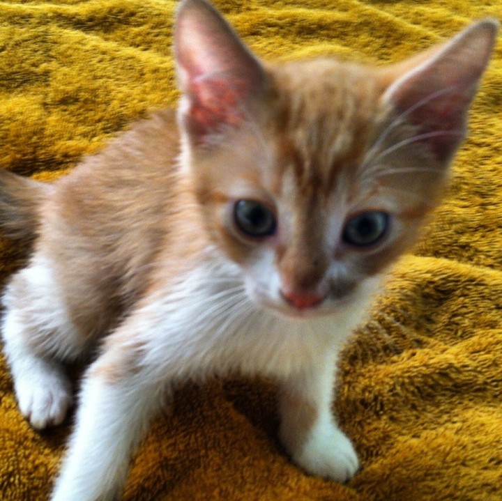 Котята ищут хозяина