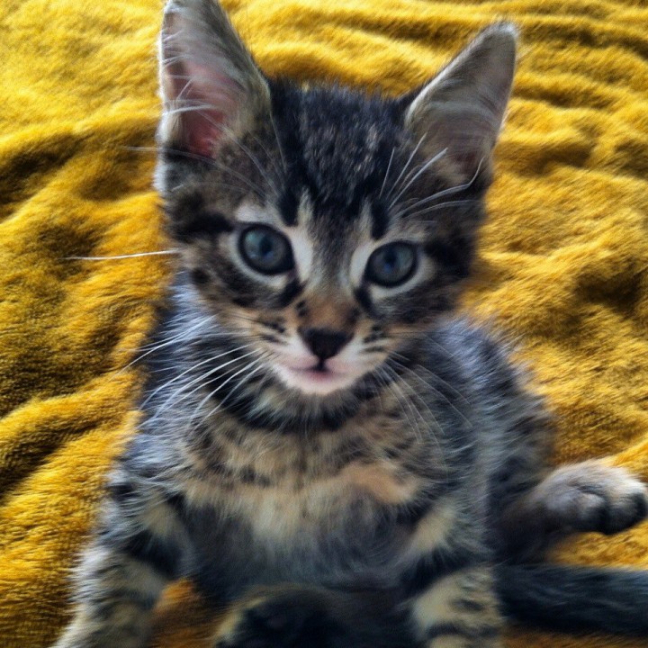 Котята ищут хозяина