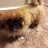 Найден пекинес девочка