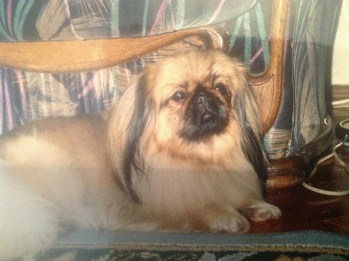 Пропала собака ПЕКИНЕС