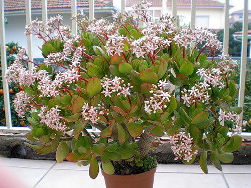 приму в дар