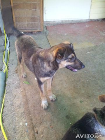 Охранница в частный дом бесплатно