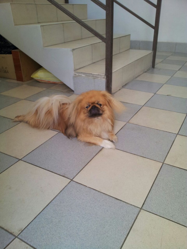 найден Пекинес.  ищем старых хозяев