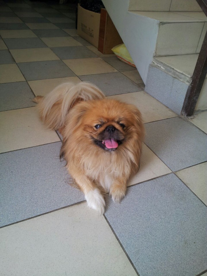 найден Пекинес.  ищем старых хозяев