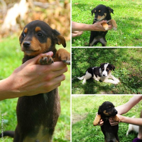 Отдам щенков в добрые руки