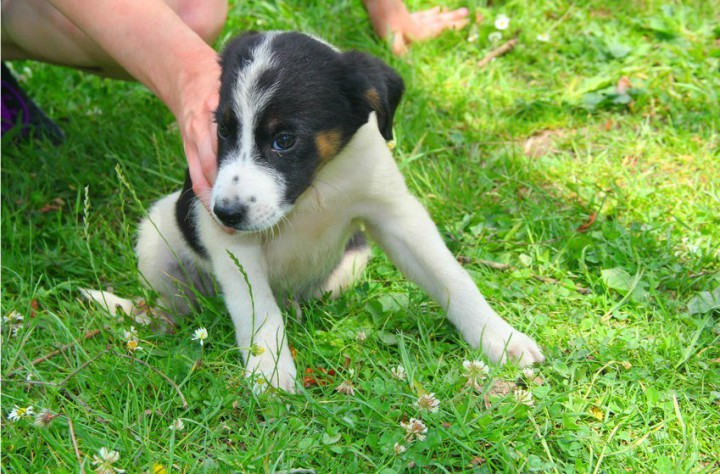 Отдам щенков в добрые руки