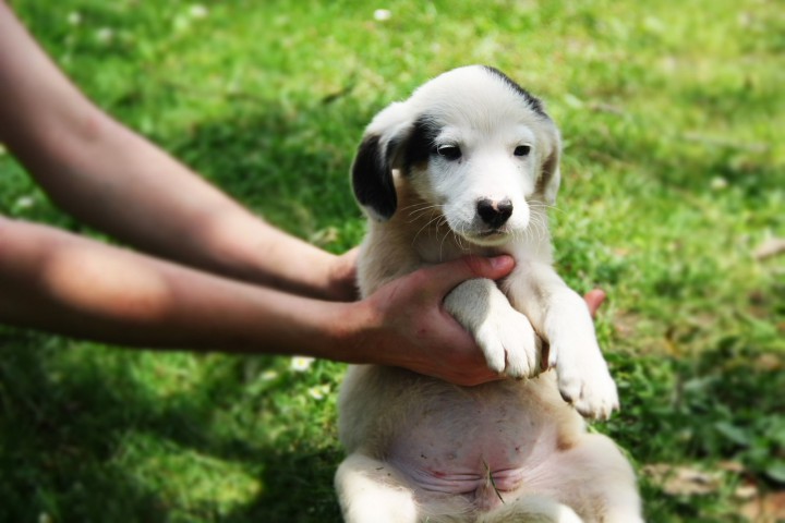 Отдам щенков в добрые руки
