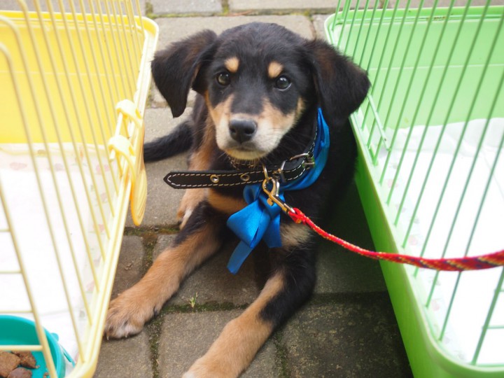 Отдам щенков в добрые руки