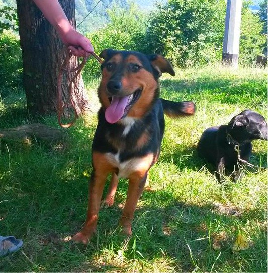 Отдам собаку в добрые руки