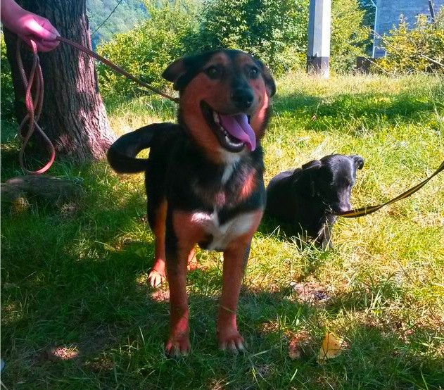 Отдам собаку в добрые руки