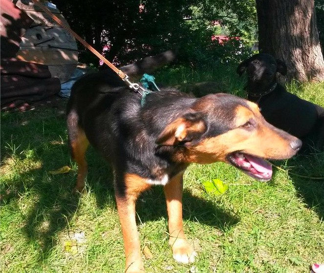 Отдам собаку в добрые руки