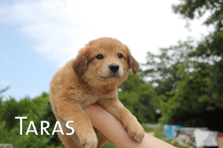 Щенки в добрые руки