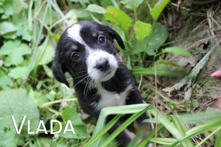 Щенки в добрые руки