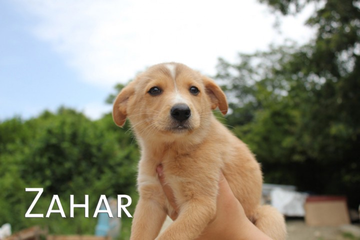 Щенки в добрые руки