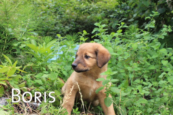 Щенки в добрые руки