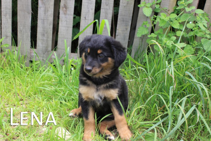 Щенки в добрые руки