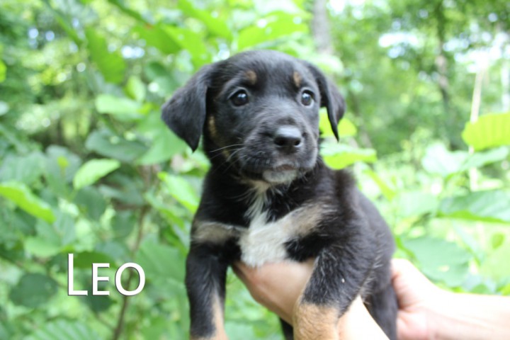 Щенки в добрые руки