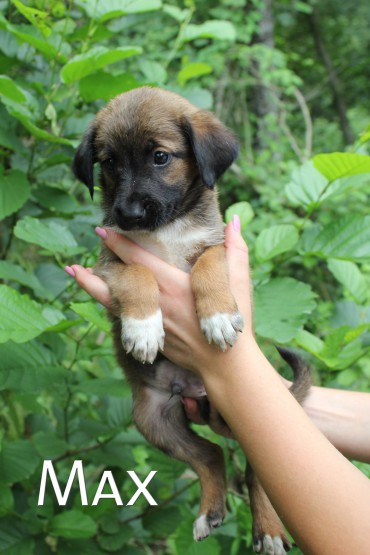 Щенки в добрые руки