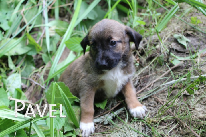 Щенки в добрые руки