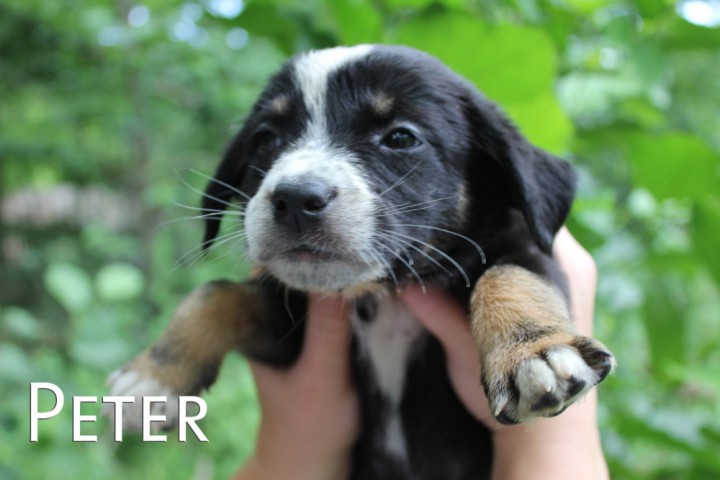 Щенки в добрые руки