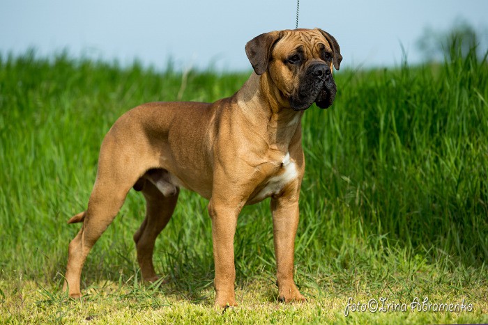 Кобель Кане Корсо. Вязка. Щенки.