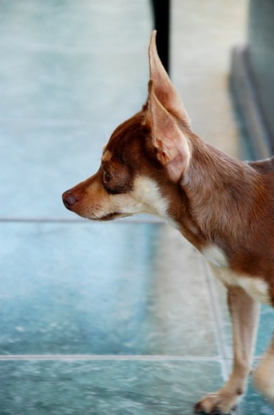 Пропала собака! Той-терьер на Н. Шаумяновке 