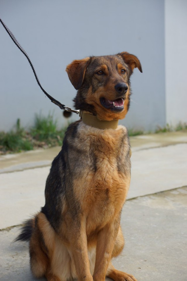 Пёс-компаньон Стив ищет дом и хозяина!