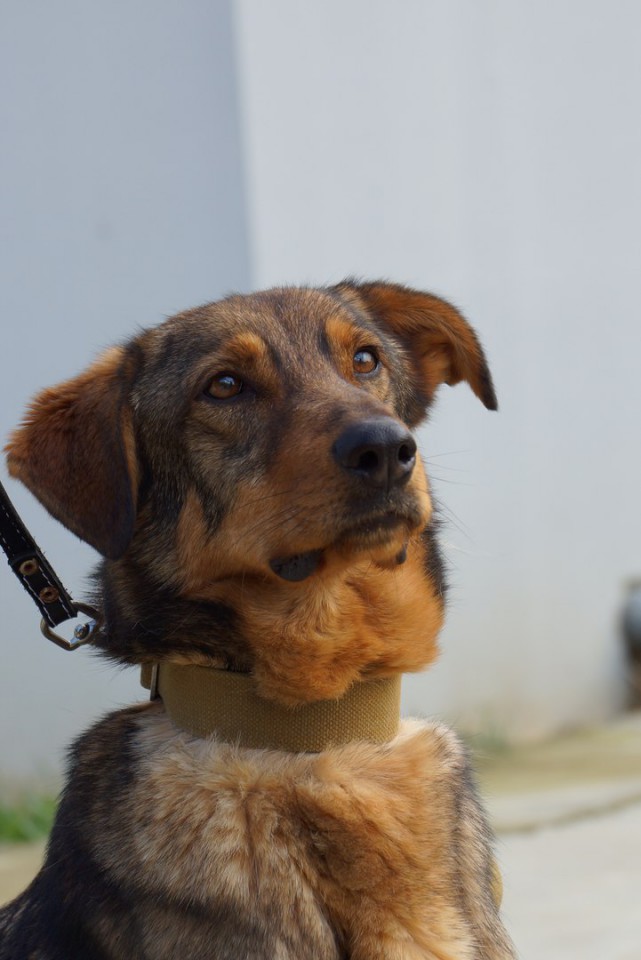 Пёс-компаньон Стив ищет дом и хозяина!