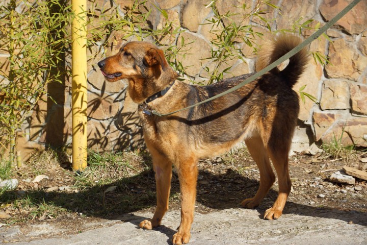 Пёс-компаньон Стив ищет дом и хозяина!