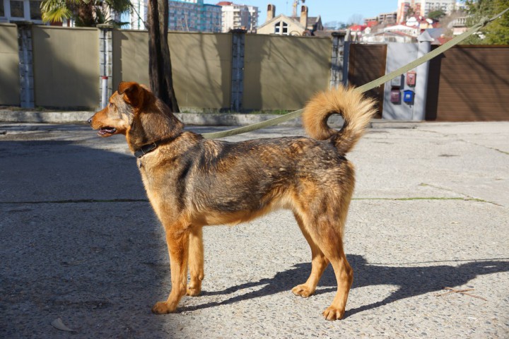 Пёс-компаньон Стив ищет дом и хозяина!