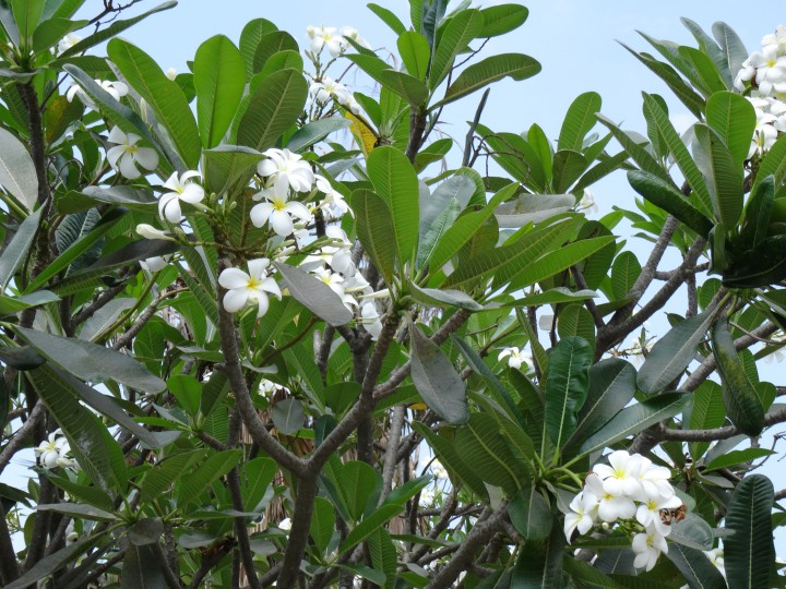 Отдам аудио и видеоколлекцию