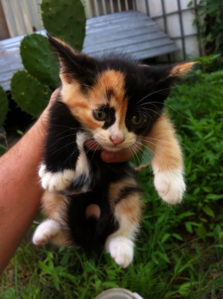 Милые котята в дар