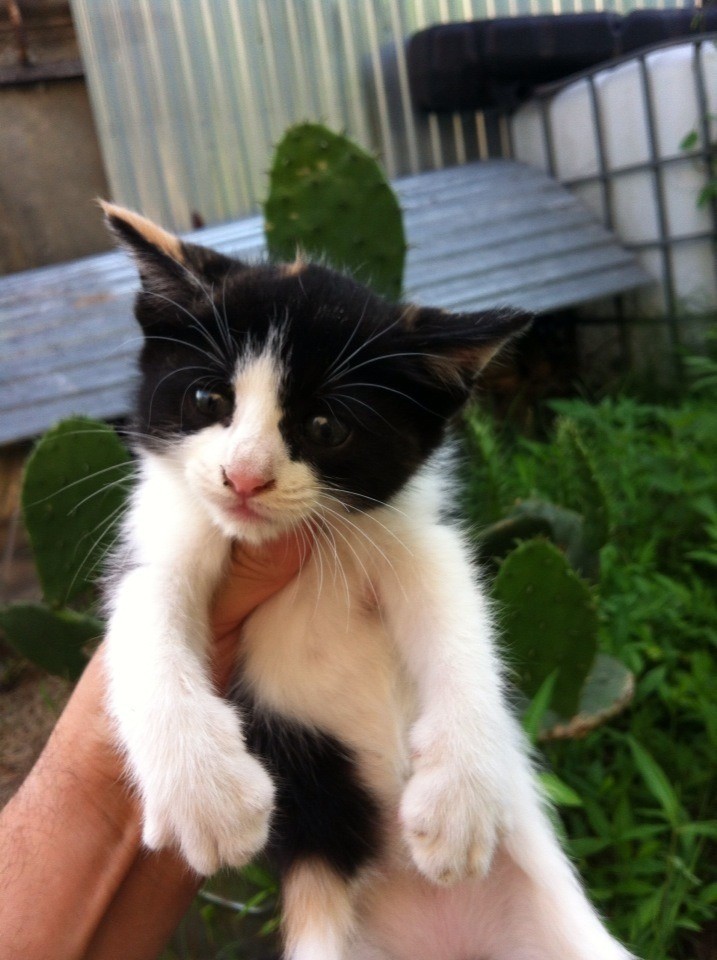 Милые котята в дар