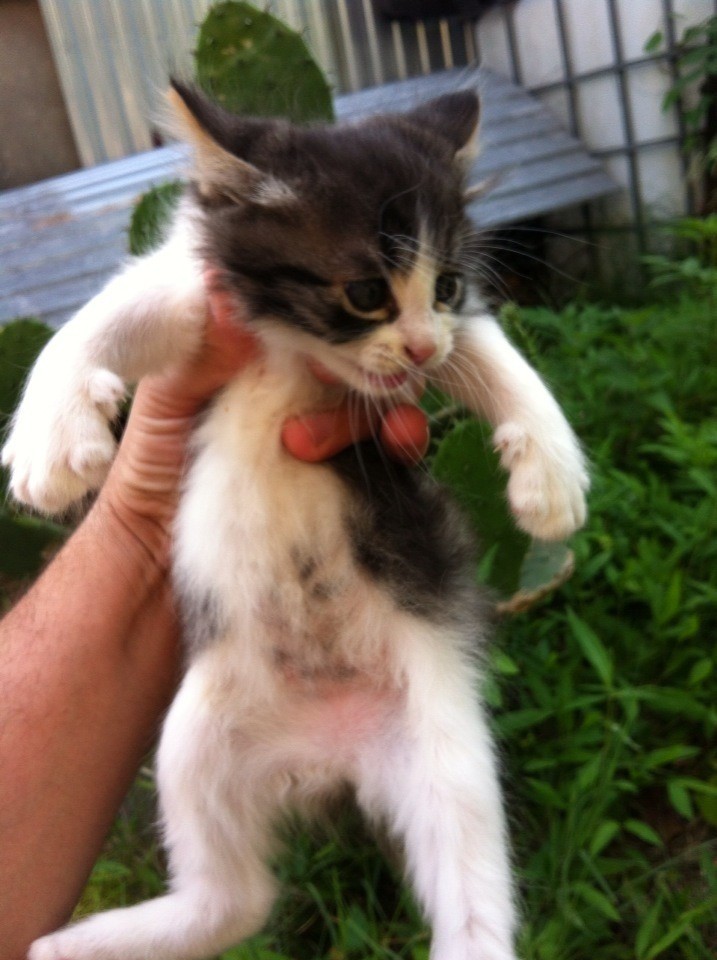 Милые котята в дар