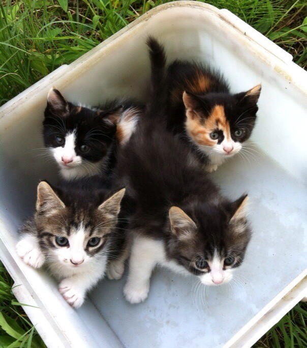 Милые котята в дар
