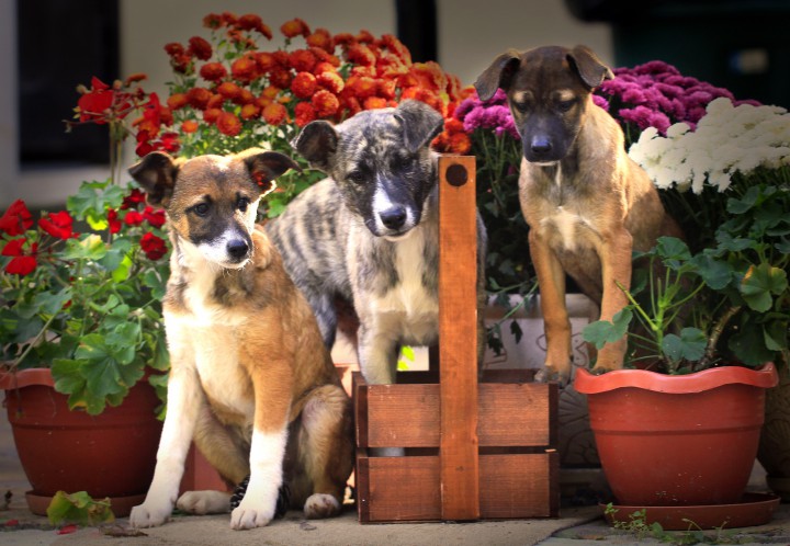 Отдам щенков в добрые руки