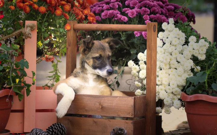 Отдам щенков в добрые руки