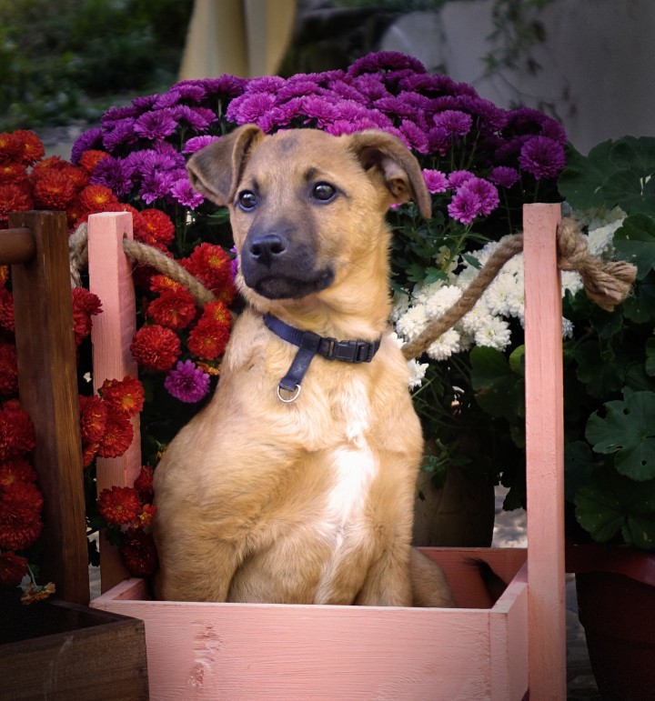 Отдам щенков в добрые руки