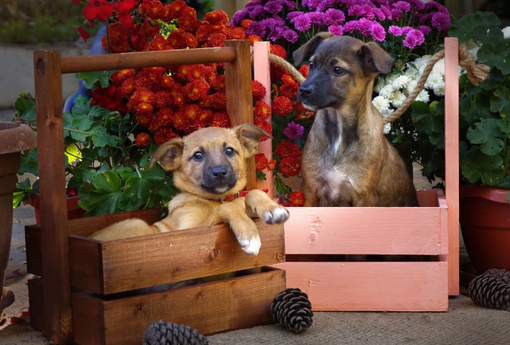 Отдам щенков в добрые руки