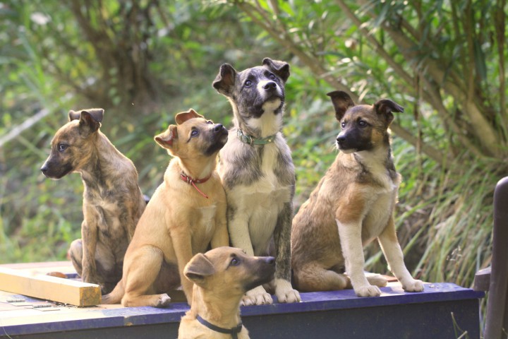 Отдам щенков в добрые руки